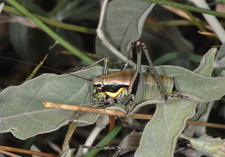 Smyrnean bush-cricket (Eupholidoptera smyrnensis)