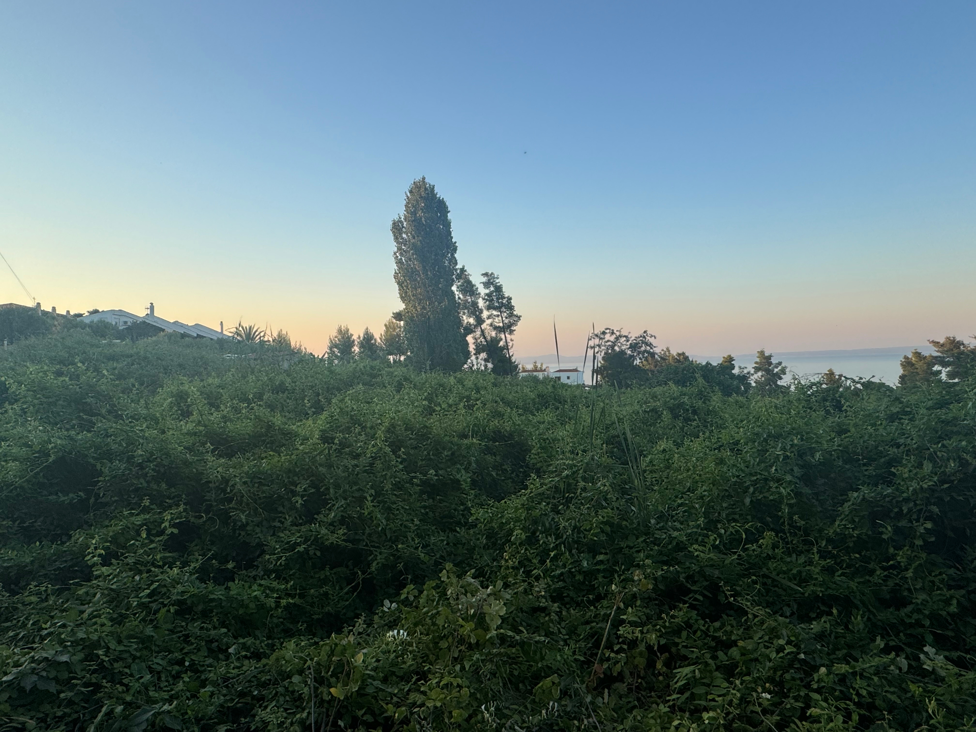 An overgrown hillside gully above Kriopigi at dusk, with a tall cypress on the ridge and the Aegean visible beyond — a seasonal drainage line connecting the village to the sea.