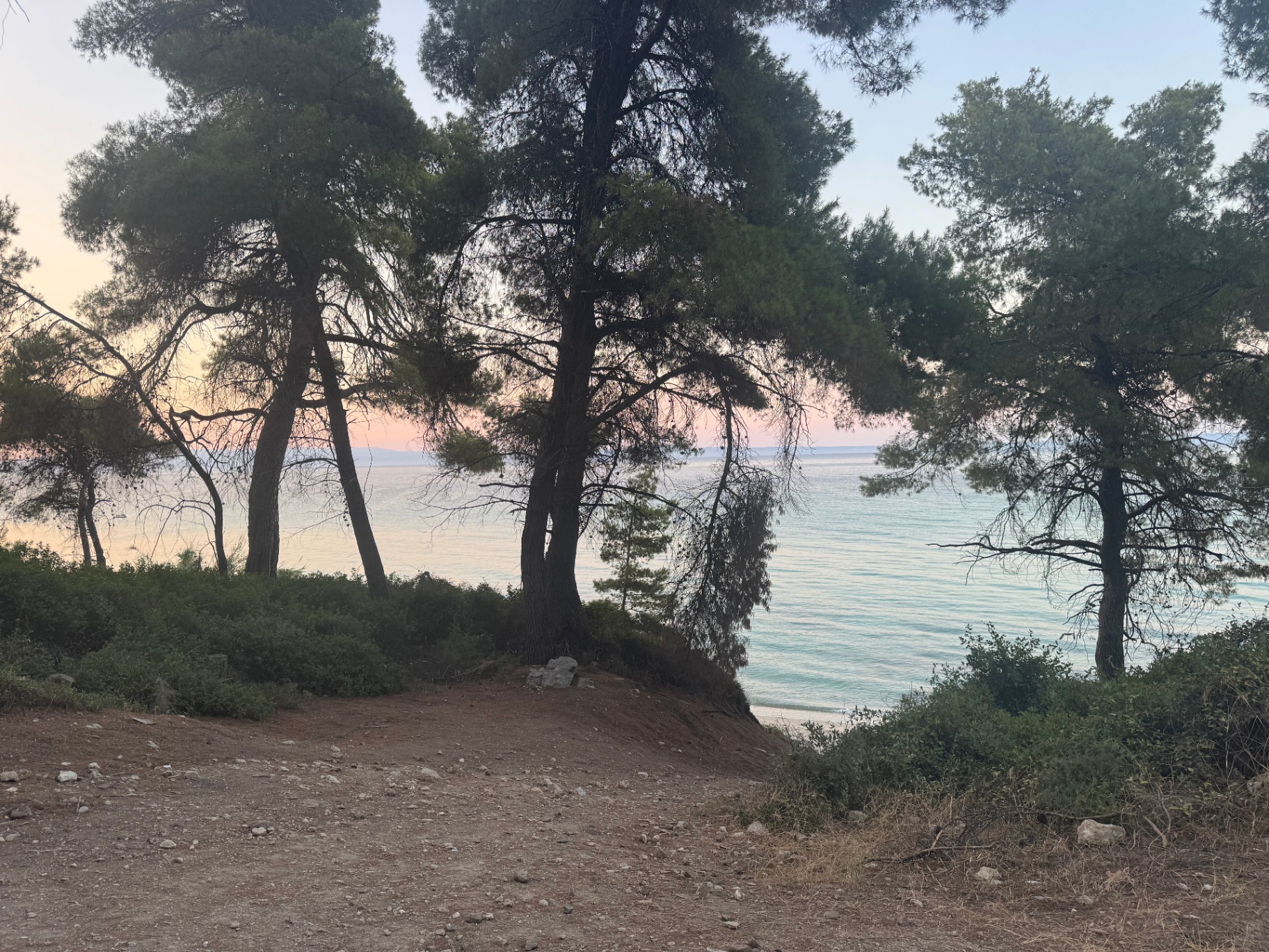 Aleppo pines silhouetted above the Kriopigi shoreline at dusk, with the Thermaic Gulf glowing pink behind their trunks.