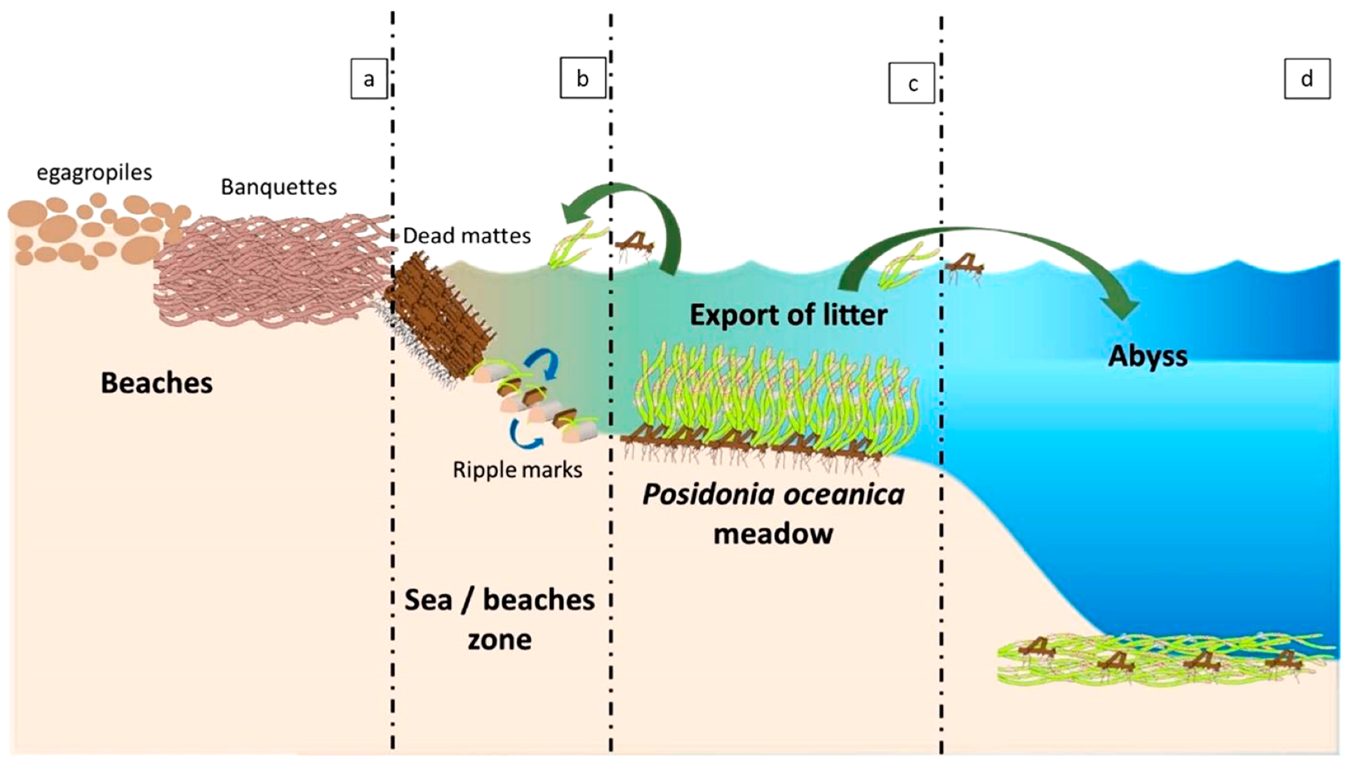 Cross-section diagram showing the four zones of a Posidonia oceanica beach system: dry beach with egagropiles and banquettes, the sea/beach zone with dead mattes and ripple marks, the living Posidonia meadow exporting leaf litter, and the deep abyss where litter finally settles.